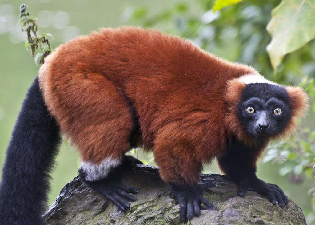 Der Lemur ist verrückt Puzzlespiel online