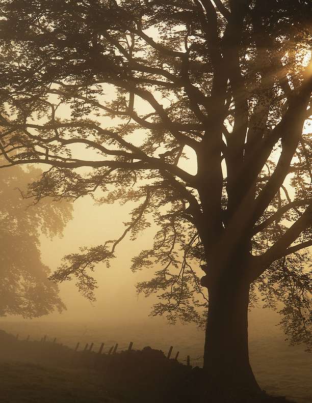 Дърво в сутрешната мъгла онлайн пъзел