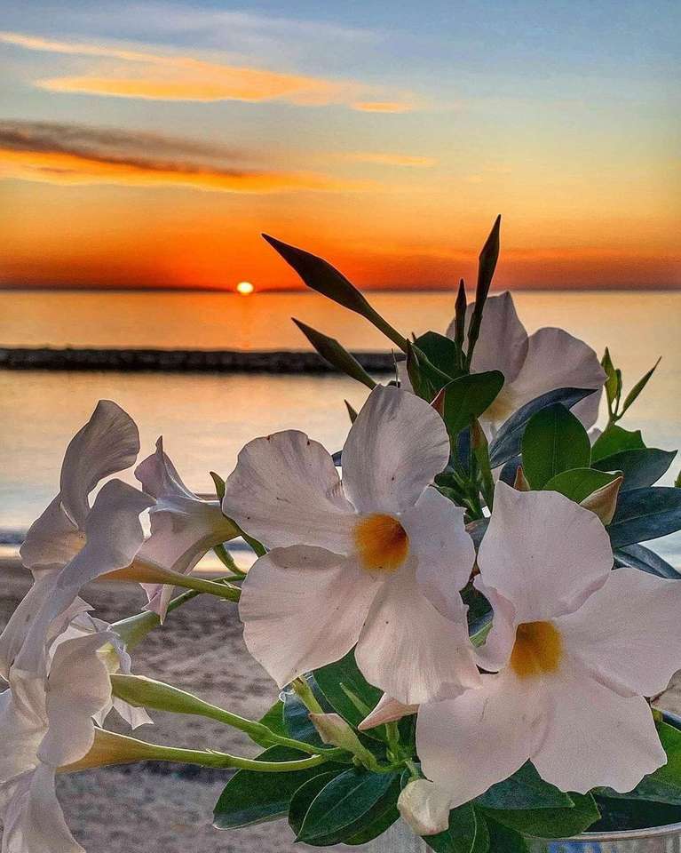 fiori al tramonto puzzle online