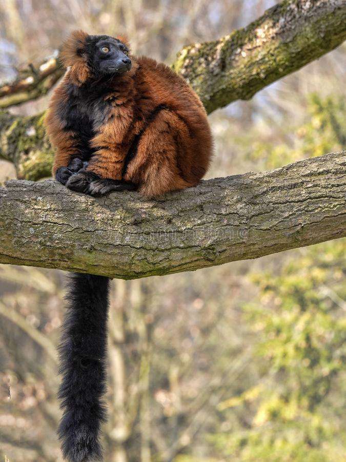 Lemuren är arg pussel på nätet