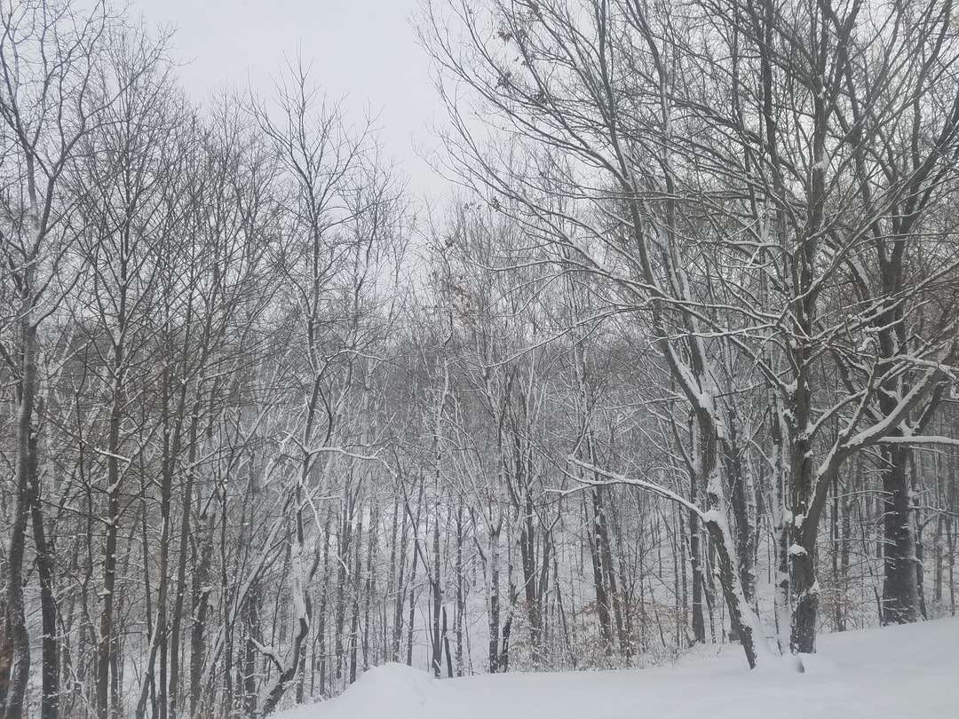 kahle Bäume mit schneebedecktem Feld Online-Puzzle