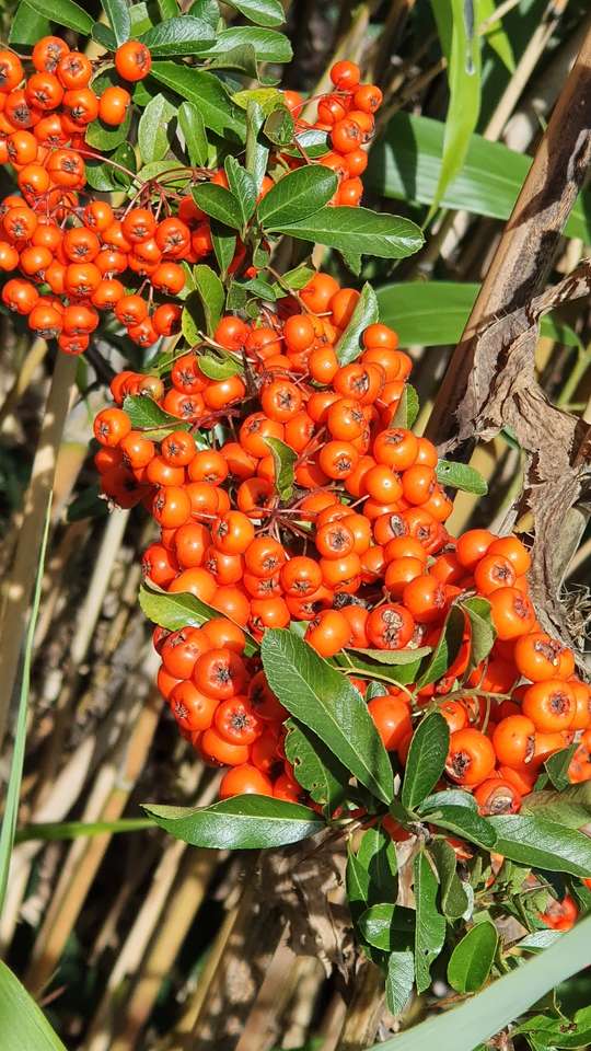 barberry jigsaw puzzle online