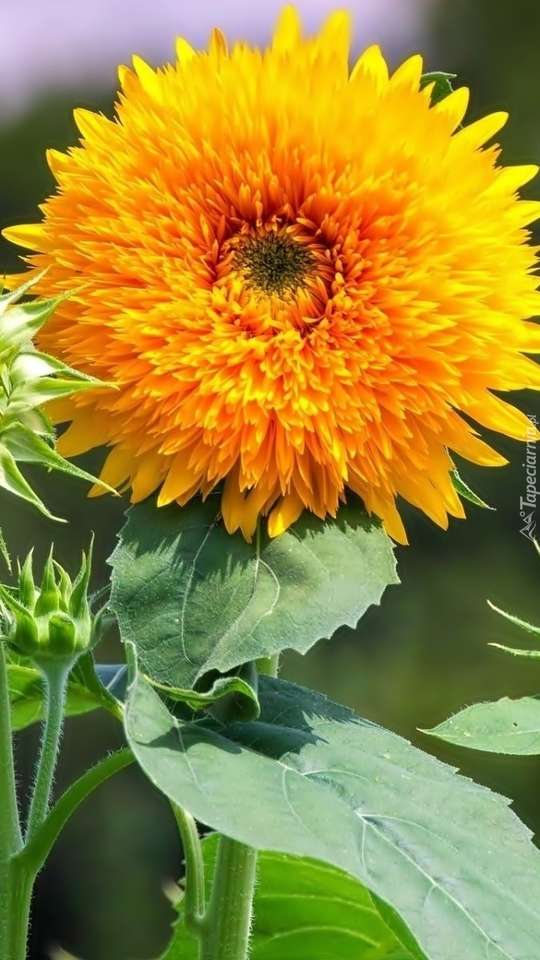 Dekorative Sonnenblume im Garten Online-Puzzle