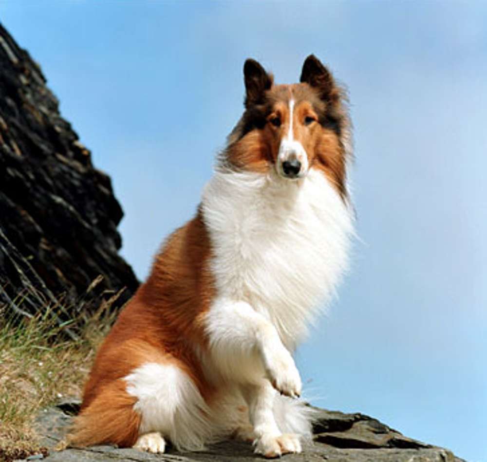 Lassie der Heldenhund Online-Puzzle