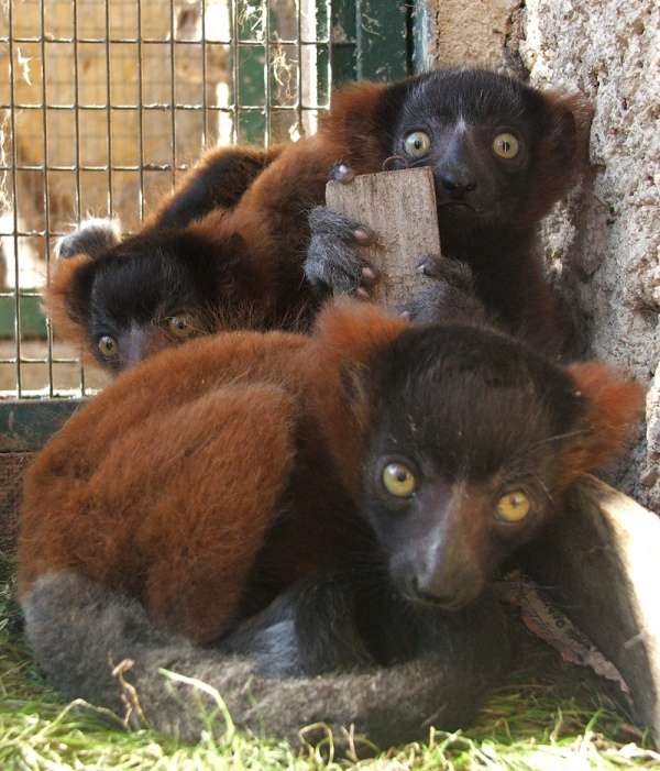 Raserande lemurer pussel på nätet