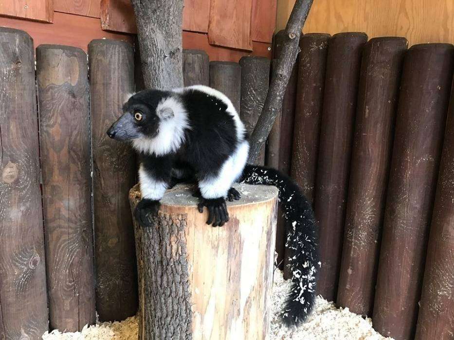 Lemuren är arg pussel på nätet