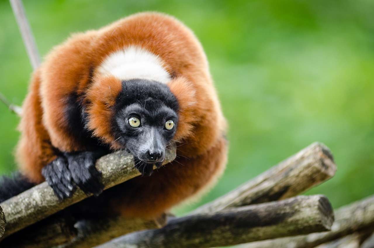 Lemuren är arg Pussel online
