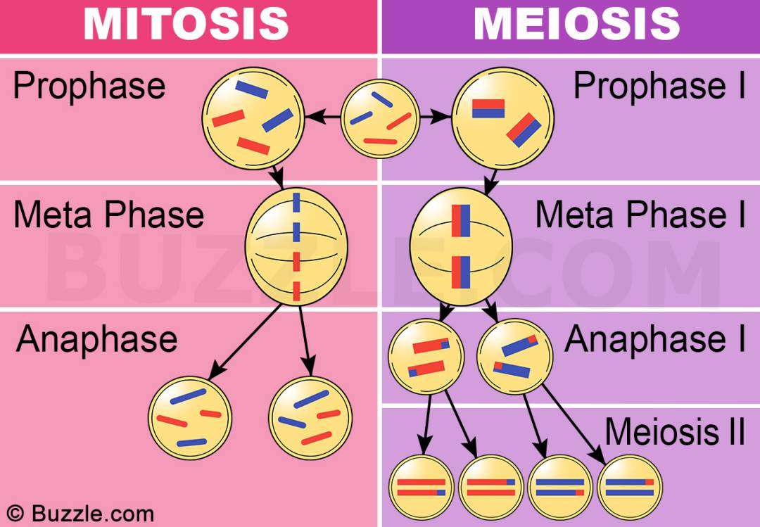 mitosis y meiosis rompecabezas en línea