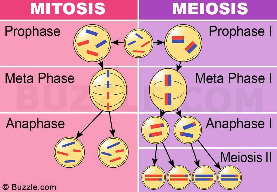 Mitosis y Meiosis rompecabezas en línea