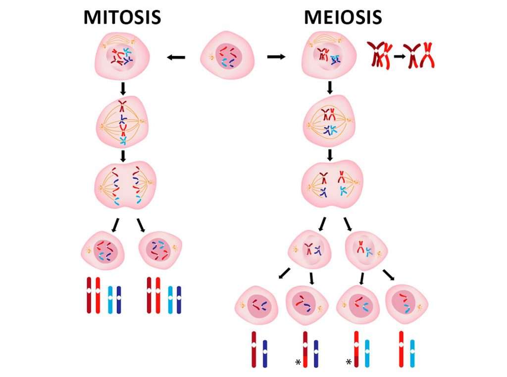MITOSIS AND MEIOSIS jigsaw puzzle online