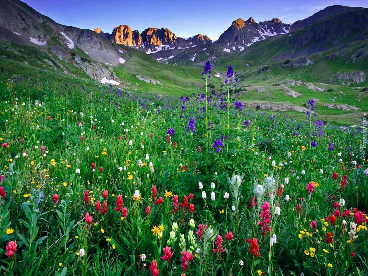 Prado coberto de flores nas montanhas puzzle online