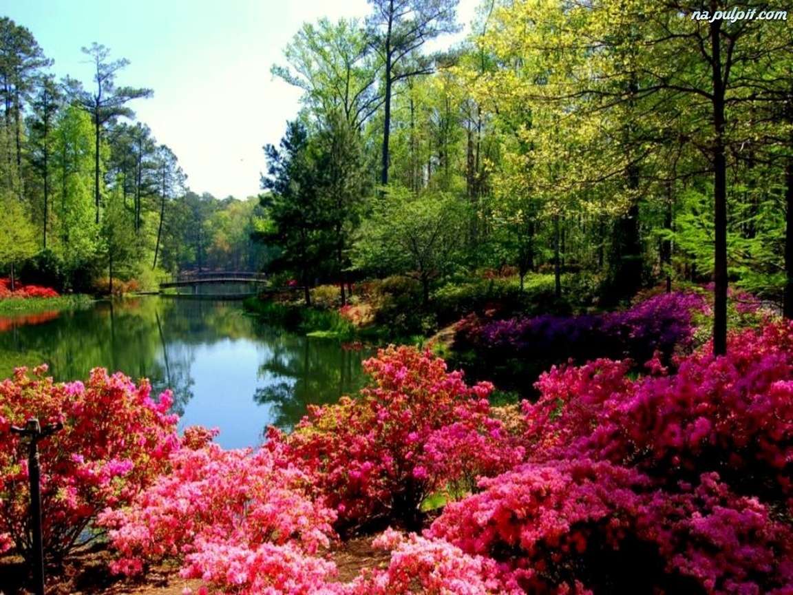 Цветущие кусты на берегу озера онлайн-пазл