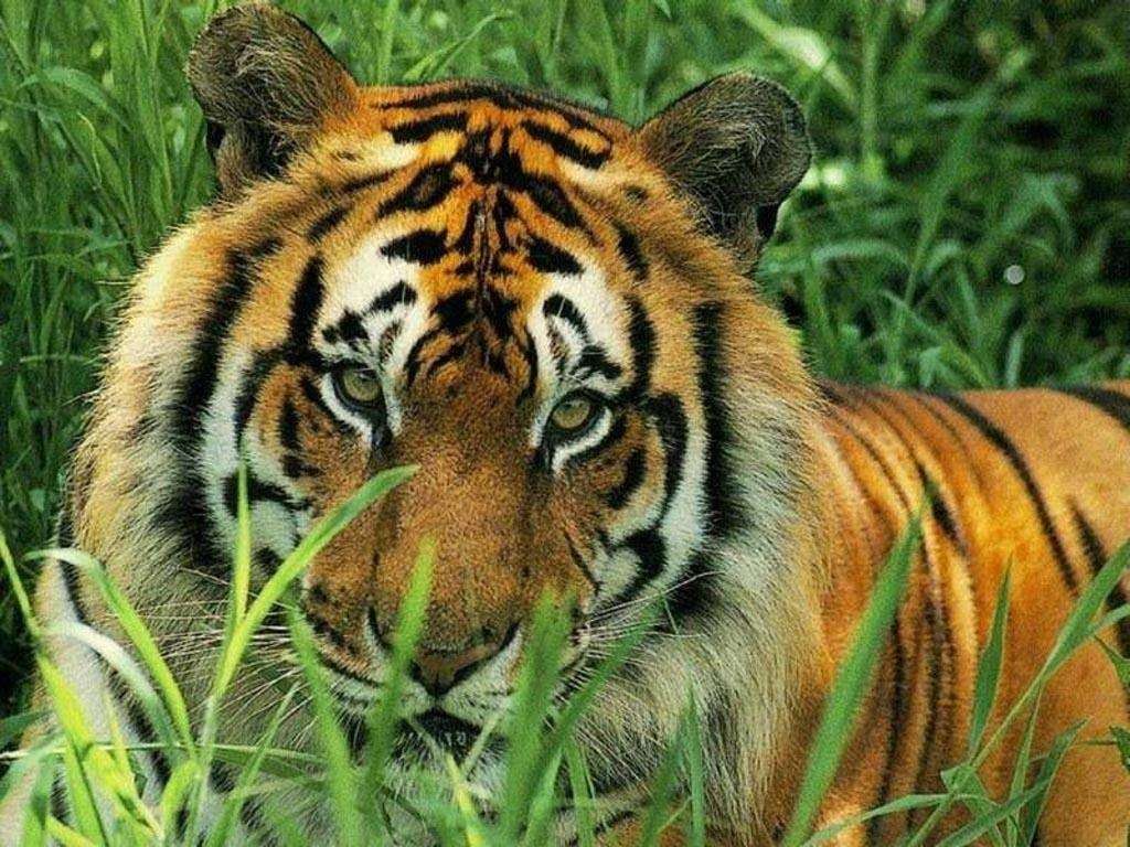 Tigre couché puzzle en ligne