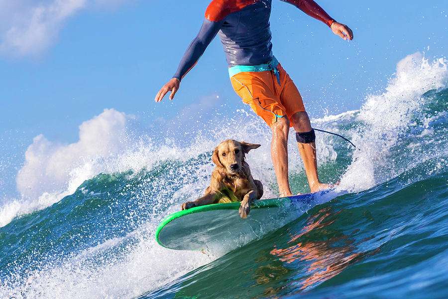 Surfista con un cane sull'acqua puzzle online