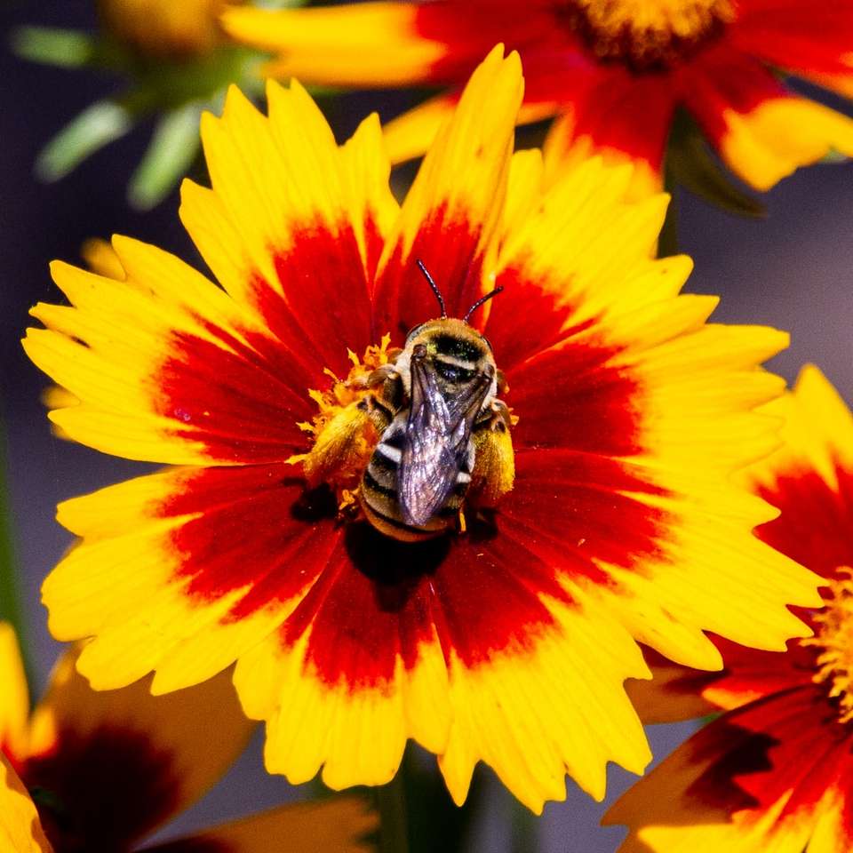 žlutá a černá včela na žlutém a červeném květu skládačky online