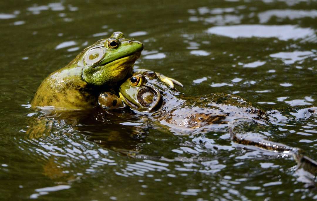 frogs on body of water online puzzle