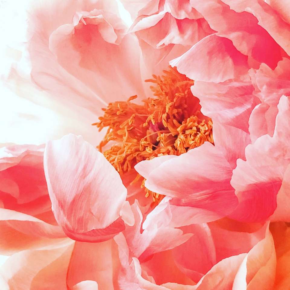 flor de hibisco rosa rompecabezas en línea