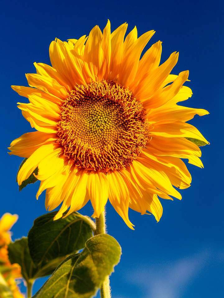 Floarea de floarea soarelui puzzle online