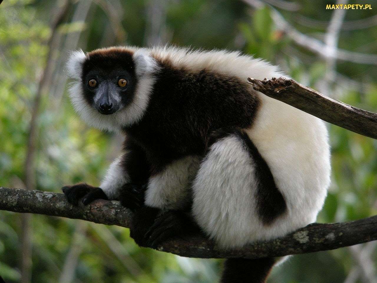 Lemurul este nebun puzzle online