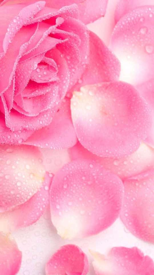 PINKY ROSE online puzzle