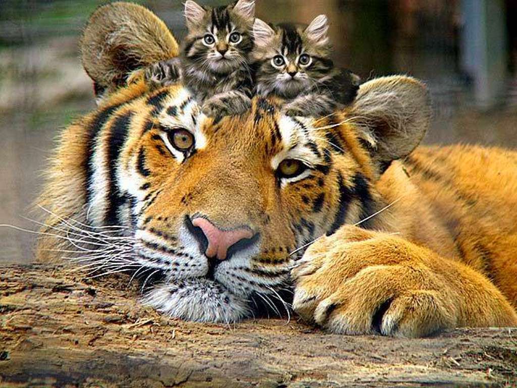 Tiger with kittens jigsaw puzzle online