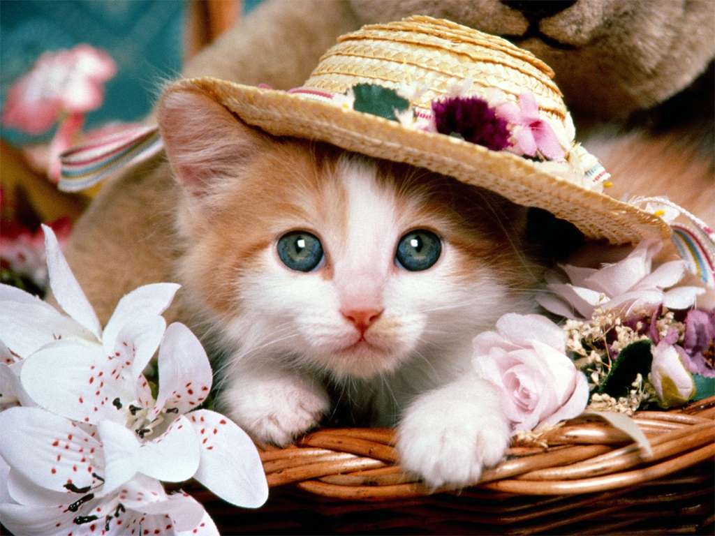 Gatito con sombrero rompecabezas en línea