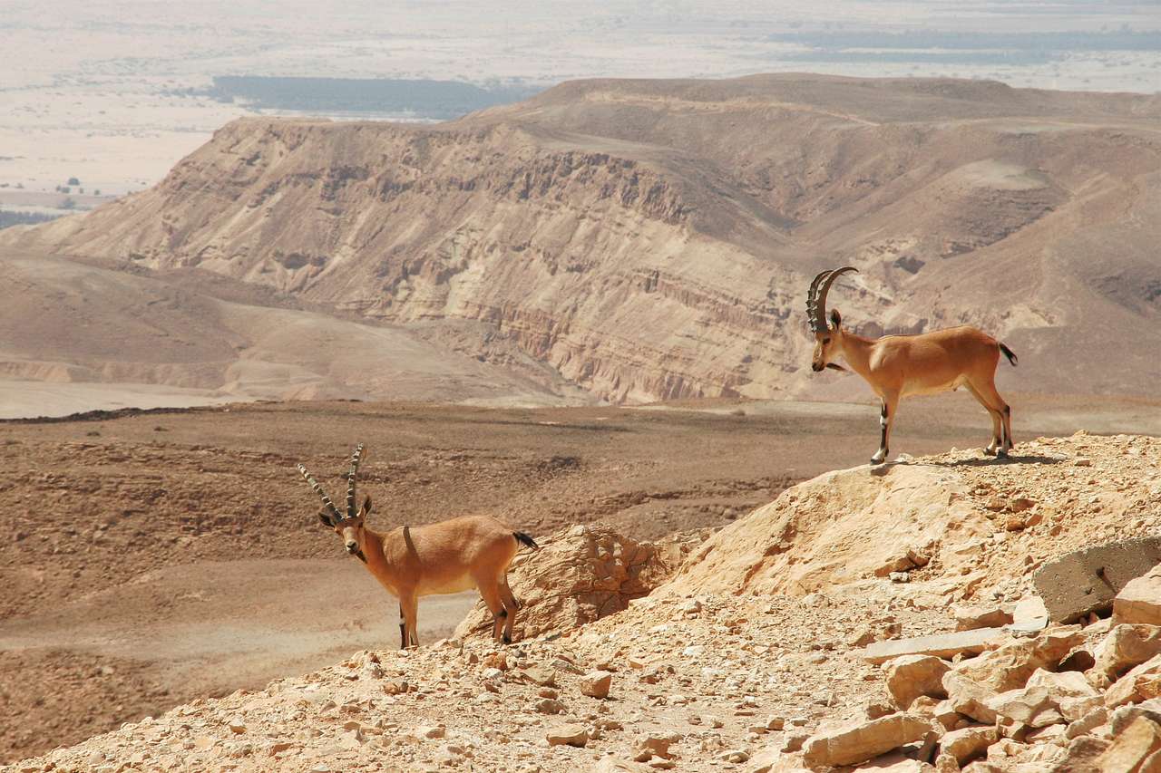 Two ibexes on a cliff online puzzle