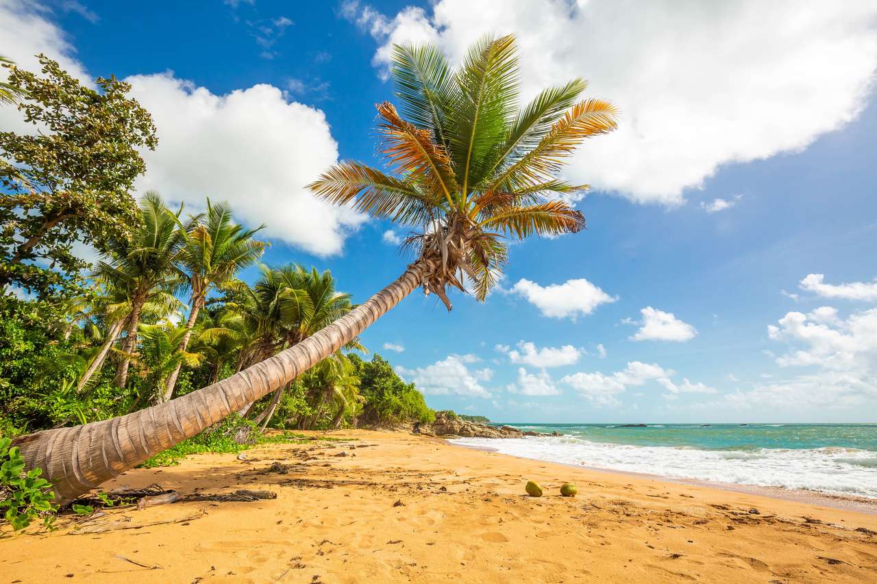 Spiaggia di flamenco di Porto Rico puzzle online