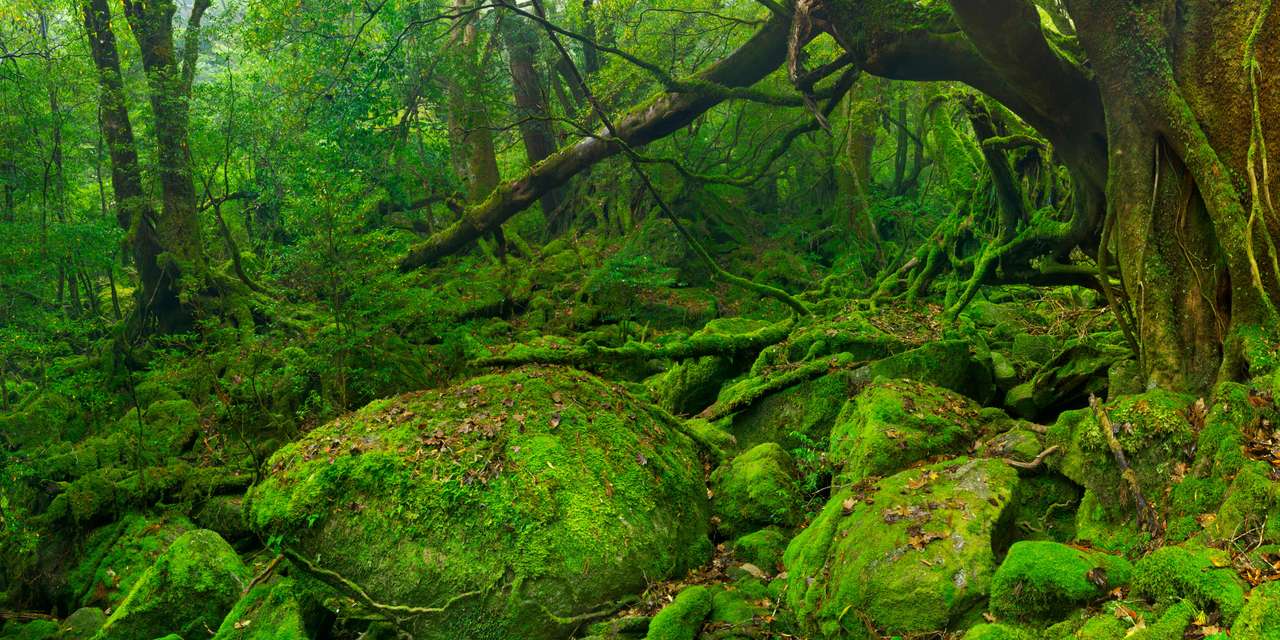 Weelderig regenwoud langs het Shiratani Unsuikyo-pad legpuzzel online