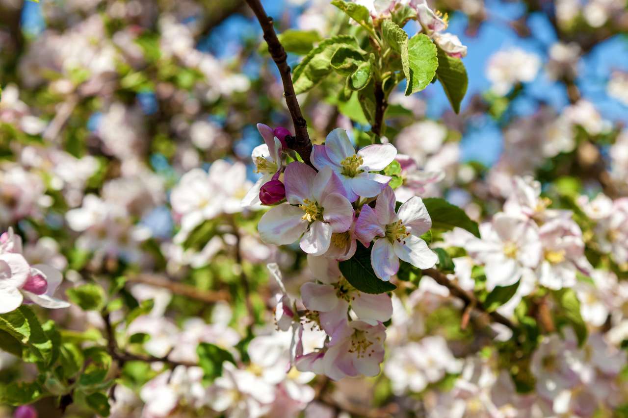 Flor de manzana en primavera rompecabezas en línea