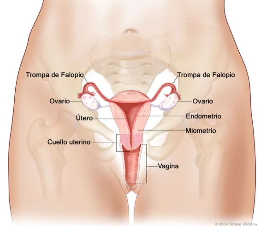 Female reproductive system online puzzle