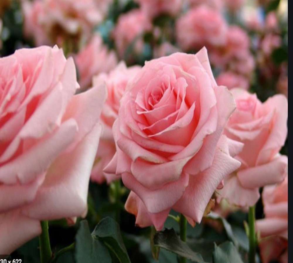rosas cor de rosa personalizadas quebra-cabeças online