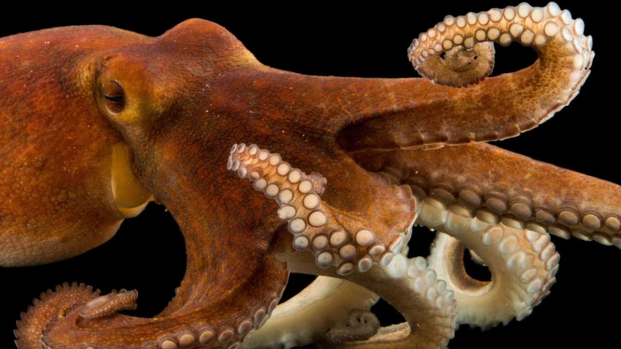 The Octopus online puzzle