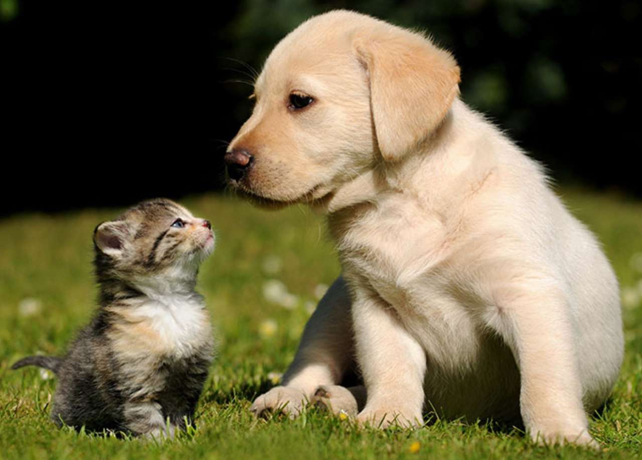 Een puppy en een kitten online puzzel