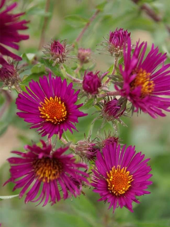 New England aster online puzzel