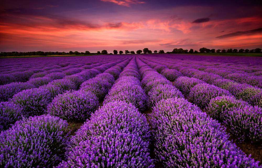Lavendelveld in Bulgarije bij zonsondergang legpuzzel online