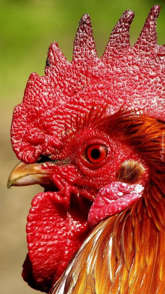 Rooster's red comb jigsaw puzzle online