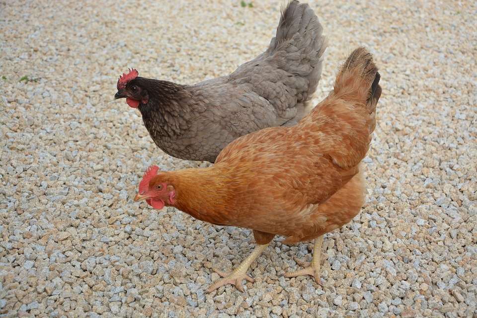 galinhas no quintal puzzle online