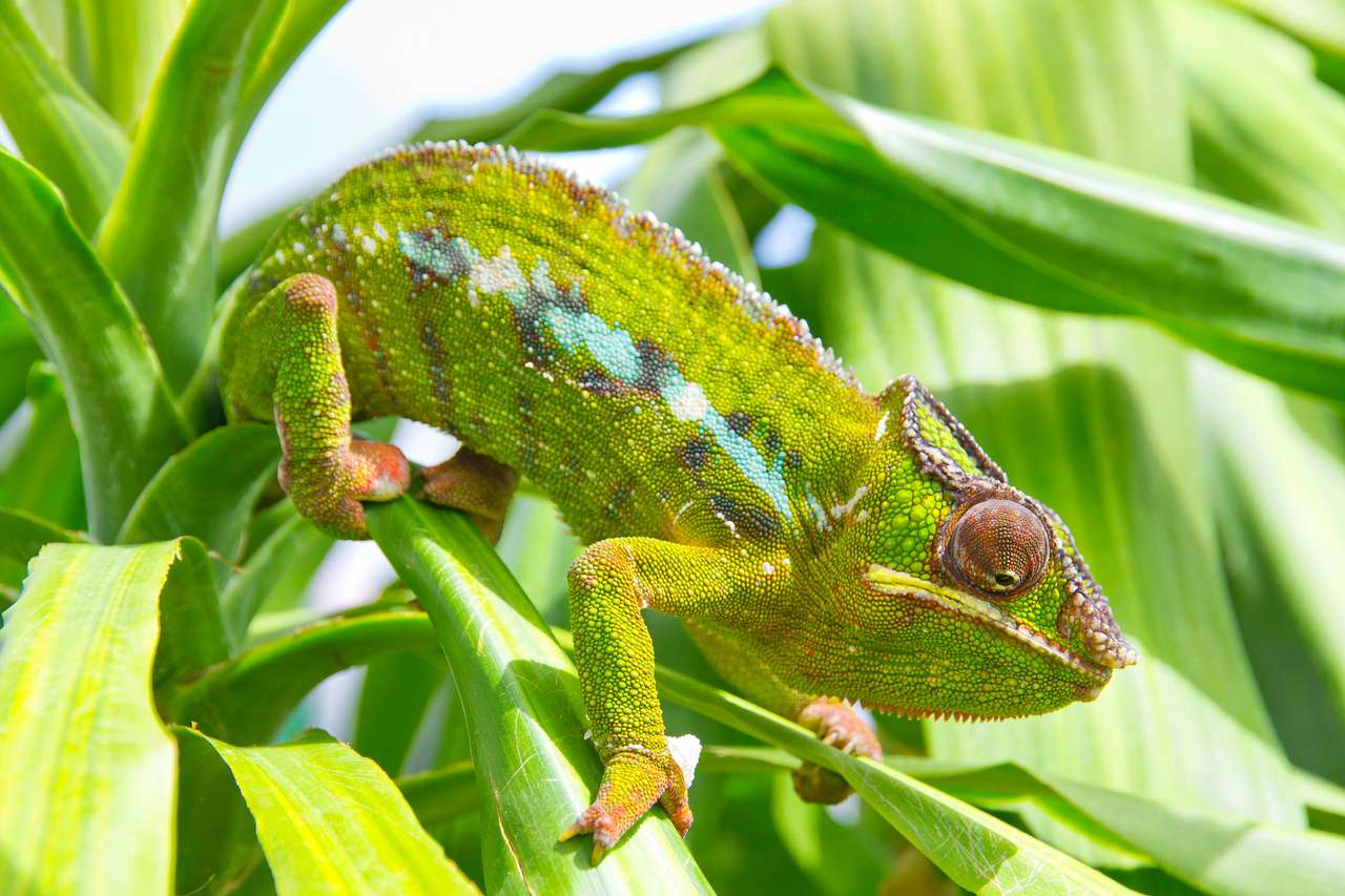 Detailní záběr na chameleona mezi listy stromu skládačky online