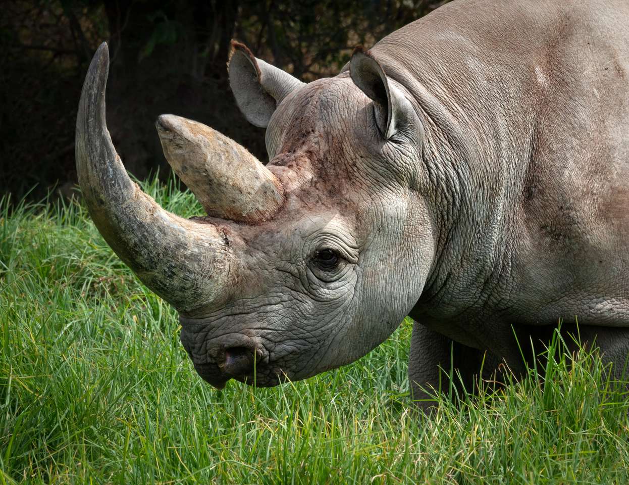 Rinoceronte negro o rinoceronte de labios anchos (Diceros bicornis) rompecabezas en línea