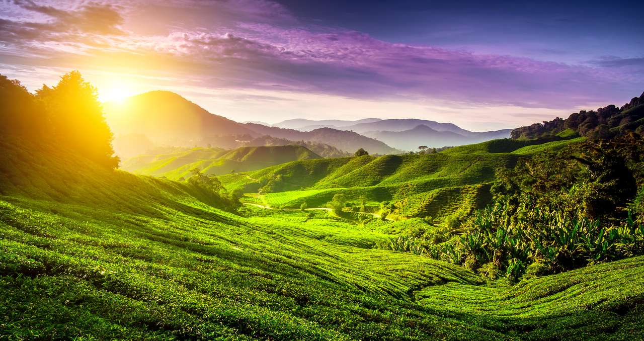 Plantação de chá nas montanhas de Cameron, Malásia puzzle online