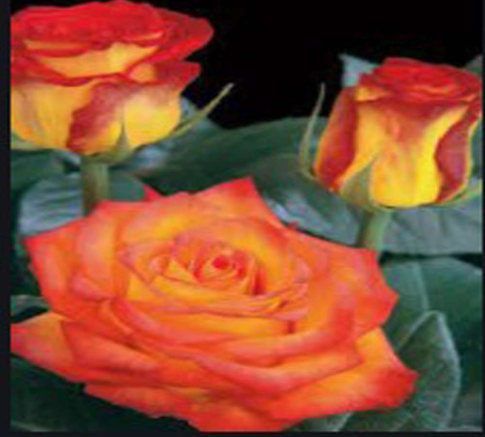 schöne orangefarbene rosen Puzzlespiel online