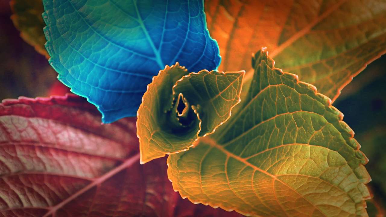 gekleurde bladeren online puzzel
