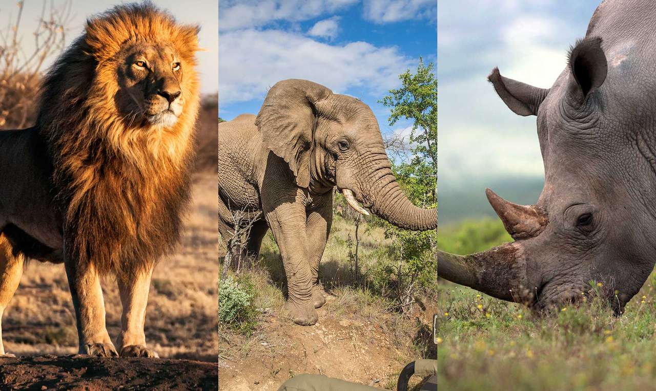 Zvířata v Africe online puzzle