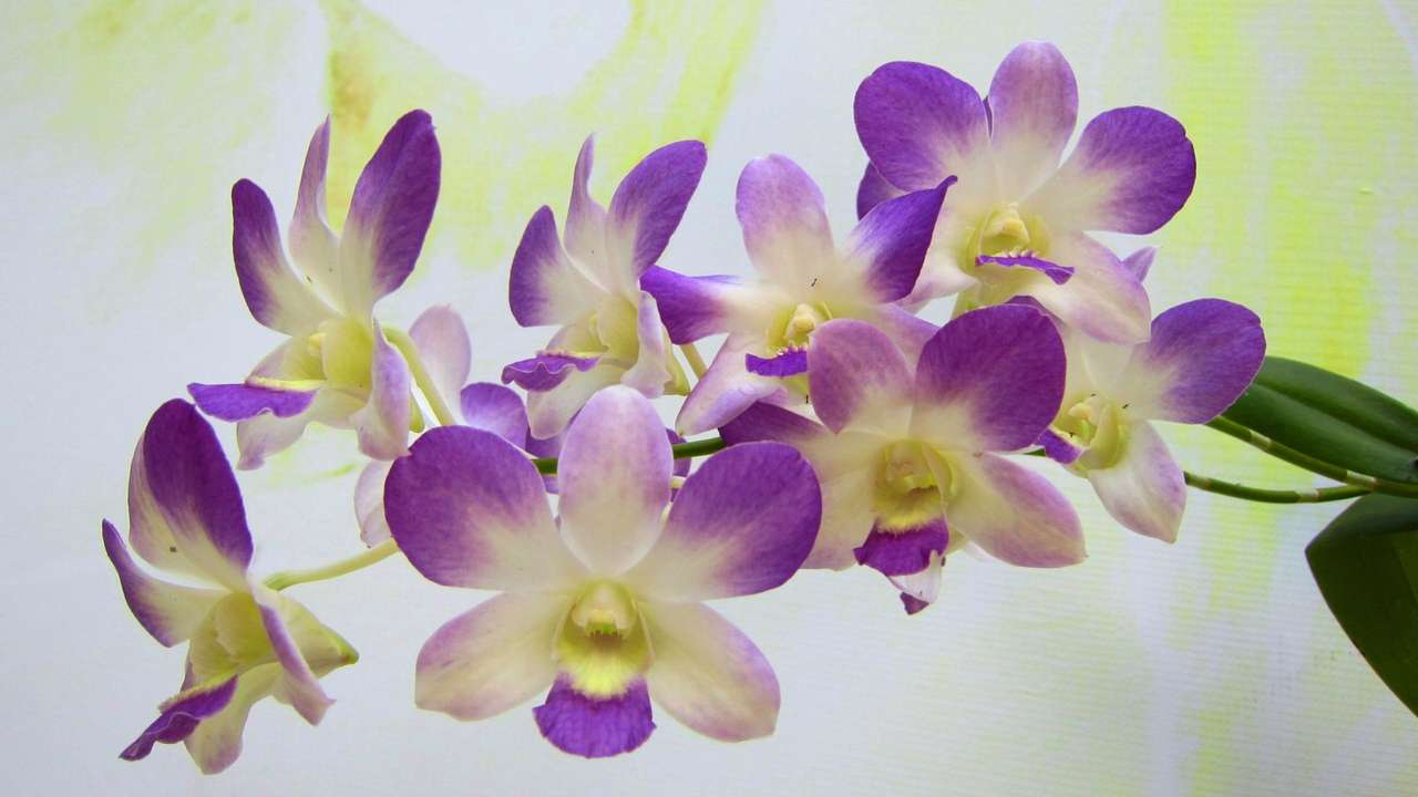 květy orchidejí skládačky online