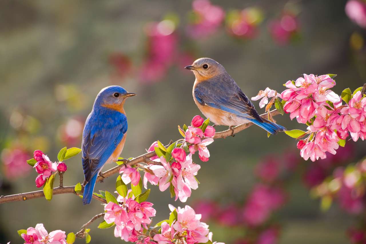 Păsări și flori jigsaw puzzle online