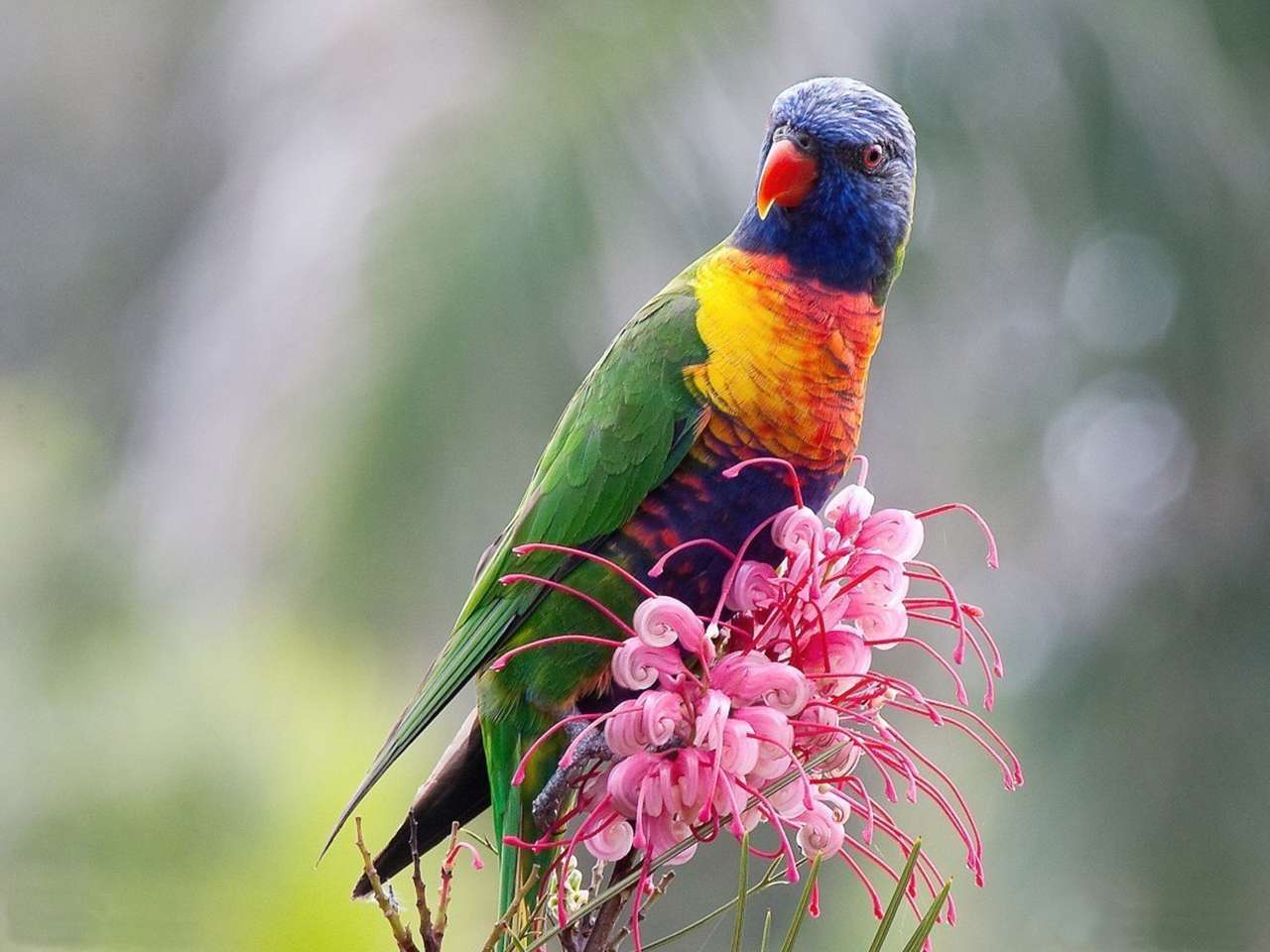 Krásní ptáci online puzzle