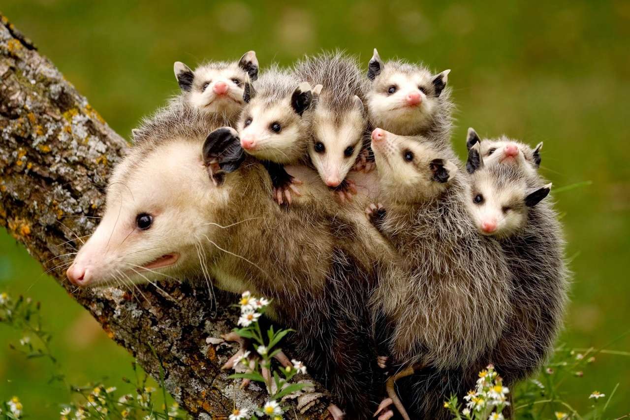 Opossum Familie Puzzlespiel online