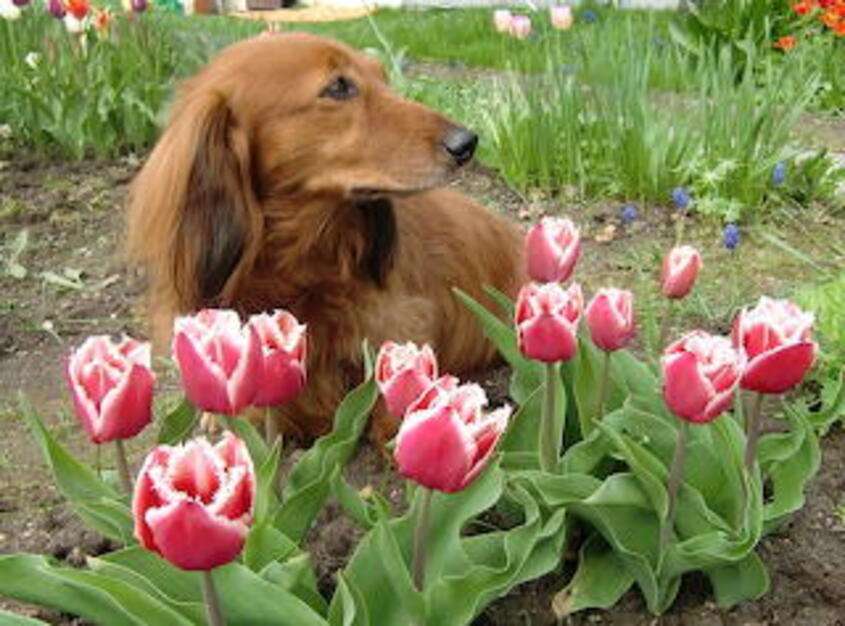 Кученце сред цветята онлайн пъзел