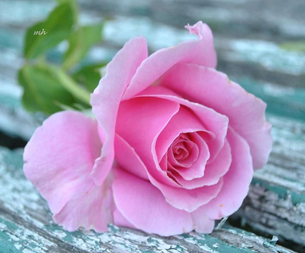 Enkele roze roos legpuzzel online